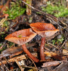 Lactarius eucalypti