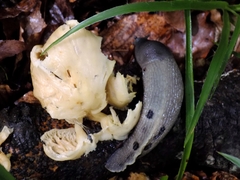 Limax cinereoniger