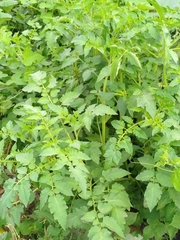 Solanum lycopersicum image