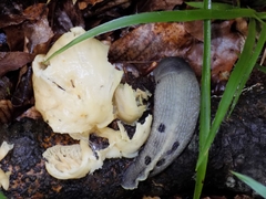Limax cinereoniger