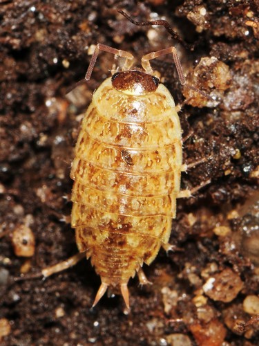 Common Striped Woodlouse, photo 9 of 9
