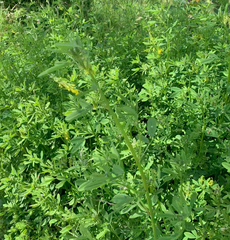 Melilotus altissimus