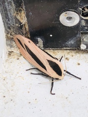 Xylotrupes pubescens