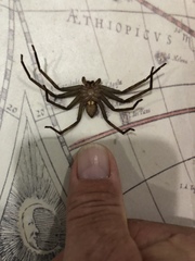 Xylotrupes pubescens