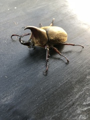 Xylotrupes pubescens