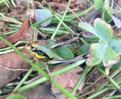 Eupholidoptera schmidti