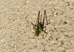 Eupholidoptera schmidti