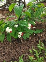 Clerodendrum thomsoniae