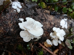 Gloeoporus phlebophorus