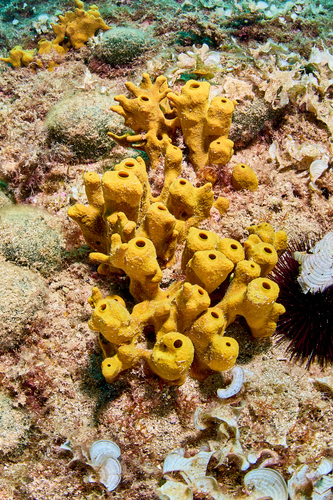 Gold Sponge, photo 4 of 8