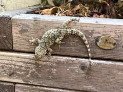 Tarentola mauritanica