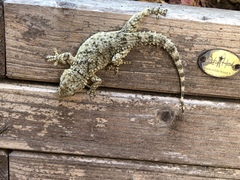 Tarentola mauritanica