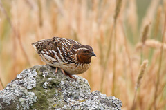 Coturnix coturnix