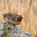 Coturnix coturnix conturbans - Photo (c) Greg Lasley, some rights reserved (CC BY-NC), uploaded by Greg Lasley