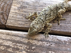 Tarentola mauritanica