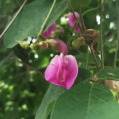Canavalia villosa