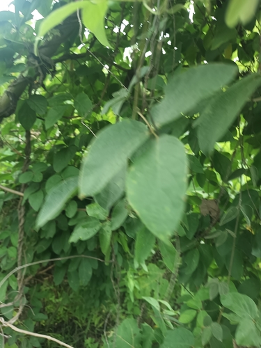 Canavalia villosa, photograph 2