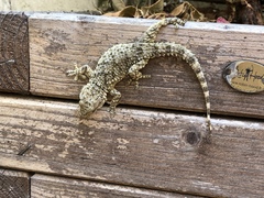 Tarentola mauritanica