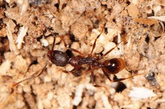 Aphaenogaster fulva