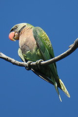 Psittacula alexandri