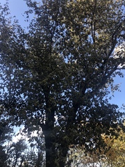 Androstachys johnsonii