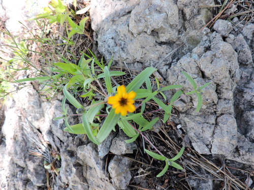 Image of Zinnia angustifolia by (c) Favian Flores Medina, some rights reserved (CC BY)
