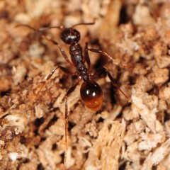 Aphaenogaster fulva