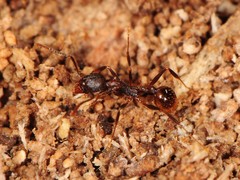 Aphaenogaster fulva
