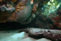 Cochleoceps bicolor