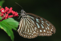 Ideopsis vulgaris macrina