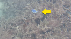 Acanthurus leucosternon