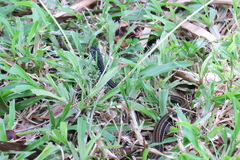 Xenochrophis vittatus