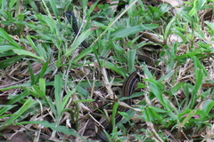 Xenochrophis vittatus