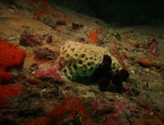 Holopsamma laminaefavosa