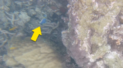 Acanthurus leucosternon