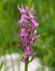 Dactylorhiza saccifera