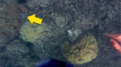 Acanthurus leucosternon