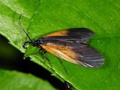 Pyromorpha dimidiata