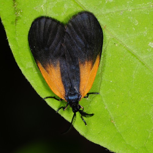 Orange-patched Smoky Moth