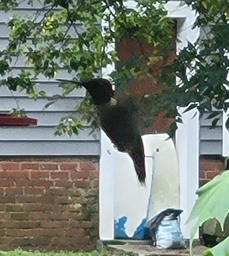 Ruby-throated Hummingbird photographed in Alabama