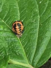 Harmonia axyridis
