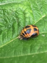 Harmonia axyridis