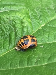 Harmonia axyridis