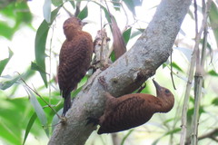 Micropternus brachyurus