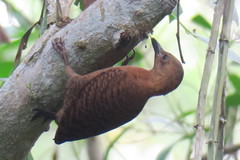 Micropternus brachyurus