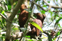 Micropternus brachyurus