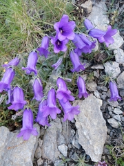 Campanula alpestris