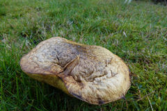 Phlebopus portentosus