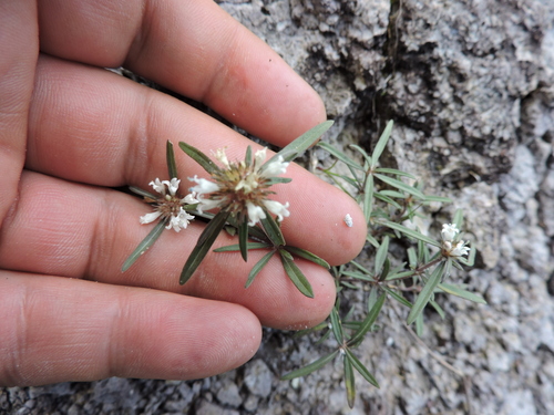 Image of Mitracarpus breviflorus by (c) Favian Flores Medina, some rights reserved (CC BY)