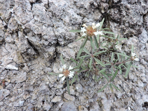 White Girdlepod (Mitracarpus breviflorus)